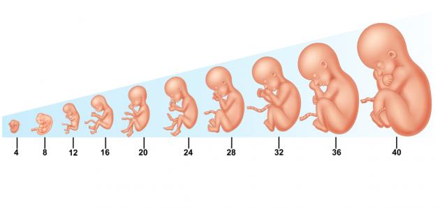 مراحل اسابيع الحمل بالتفصيل المرحلة الثالثة بالتفصيل