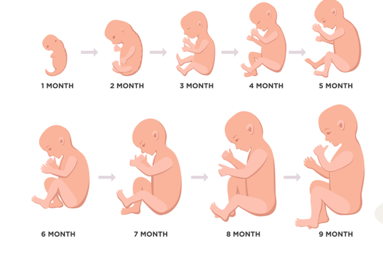 مراحل اسابيع الحمل بالتفصيل المرحلة الثالثة بالتفصيل