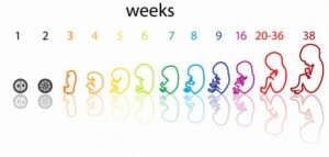 مراحل نمو الجنين بالاسبوع داخل الرحم