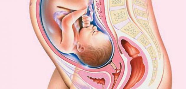 مراحل نمو الجنين فى الشهر الثامن بالتفصيل والمعلومات