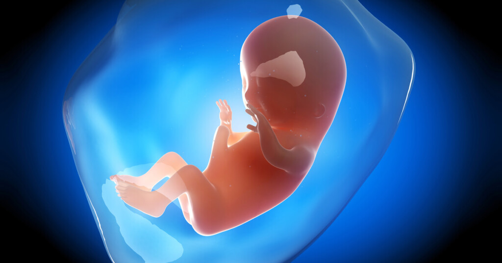 مراحل نمو الجنين فى الشهر الثاني