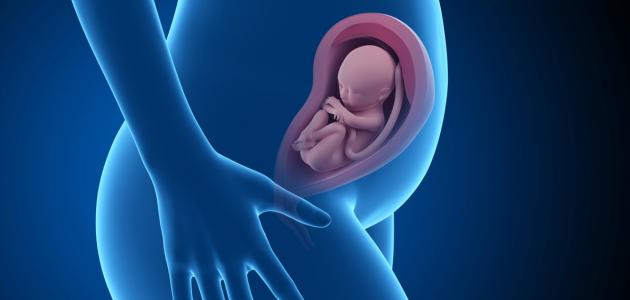 مراحل نمو الجنين فى الشهر السابع 