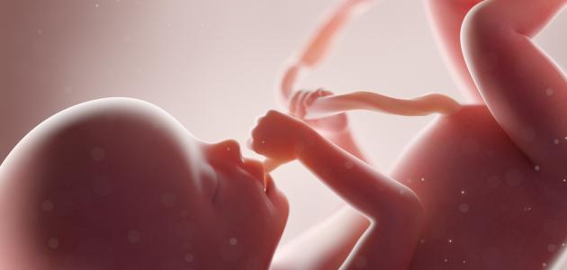 مراحل نمو الجنين فى الشهر السابع 