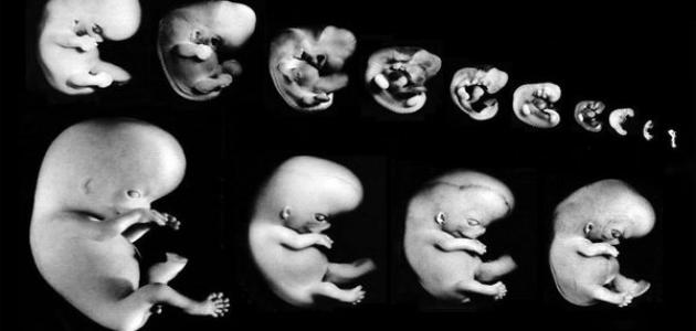مراحل نمو الجنين في بطن امه بالاشهر والاسابيع